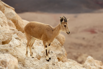wild young nubian ibex