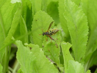 Wasp