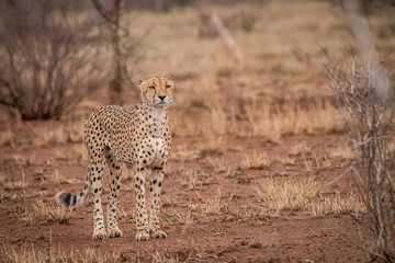 A Cheetah walking towards the camera.