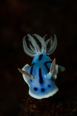 (Chromodoris willani) nudibranc takes a walk, Lembeh Straits, North Sulawesi, Indonesia