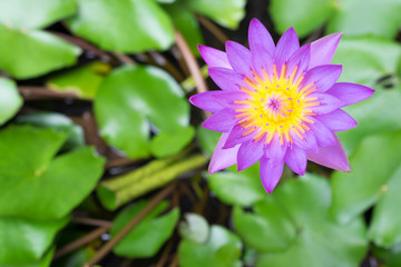 Colorful purple water lily with green background.