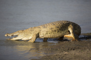 Porträt eines afrikanischen Krokodils in der Nähe des Flussufers