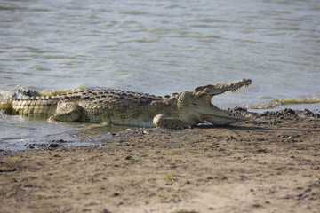 Naklejka premium Portrait of african crocodile near river shore