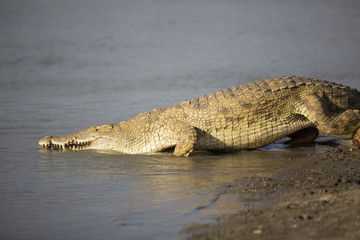 Portrait of african crocodile near river shore