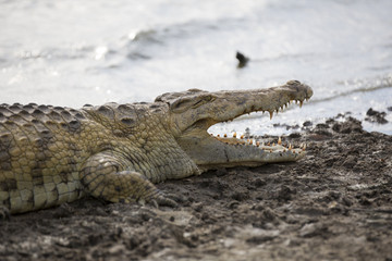 Portrait de crocodile africain près de la rive de la rivière