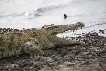 Photo sur Aluminium Crocodile Portrait de crocodile africain près de la rive de la rivière