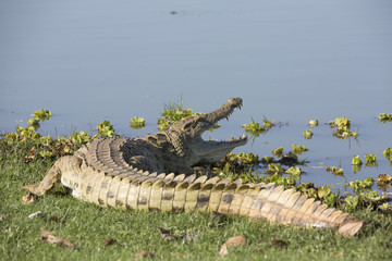 Naklejka premium Portrait of african crocodile near river shore