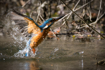 kingfisher eating beautiful color in blue and brown