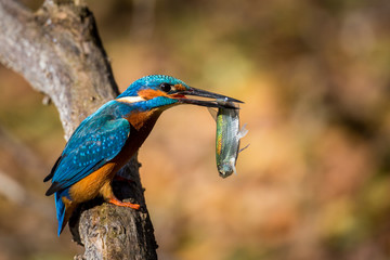 kingfisher eating beautiful color in blue and brown