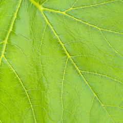 pumpkin leaves