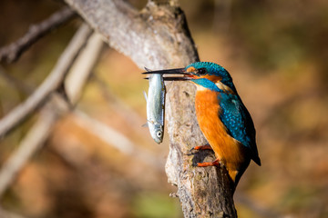 kingfisher eating beautiful color in blue and brown