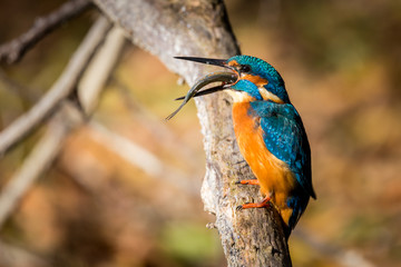 kingfisher eating beautiful color in blue and brown