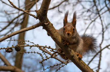 Naklejka na ściany i meble Squirrel sits on a branch and looking at the photographer. Close-up.