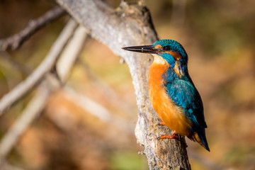 kingfisher eating beautiful color in blue and brown
