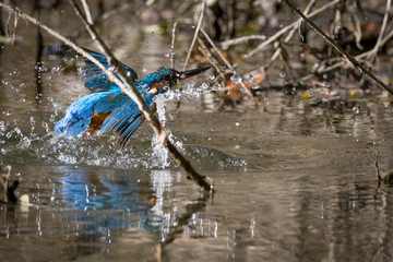 kingfisher eating beautiful color in blue and brown