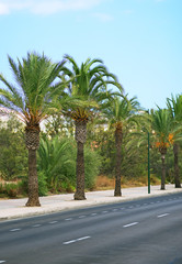 Fototapeta premium Palms near the road.