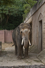 Indischer Elefantenbulle