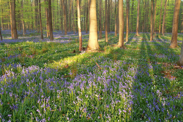 beech forest with blooming bluebells