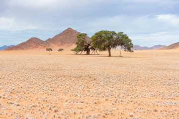 Landschaft an der D 707, Traumstraße in Namibia
