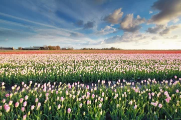 Fotobehang pink tulip field and blue sky © Olha Rohulya