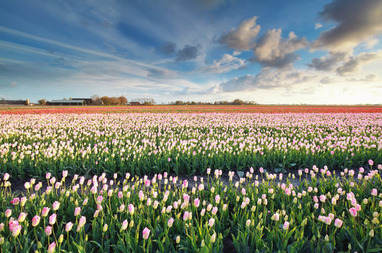 pink tulip field and blue sky