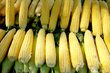 Corncobs for sale at local market, Arles, France