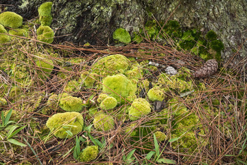 Closeup evergreen green moss in nature , Beautiful green moss in tropical rain forest