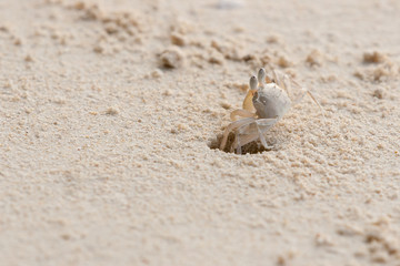 Ghost crab on beach with hole.