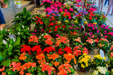 Fototapeta na wymiar Kouter Flower Market
