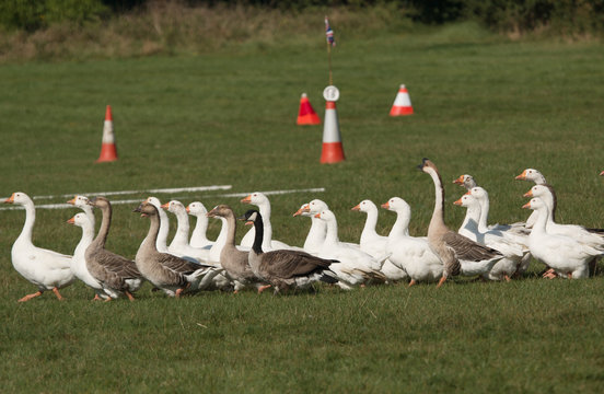 Obstacles for Geese