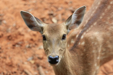 Brown Deer