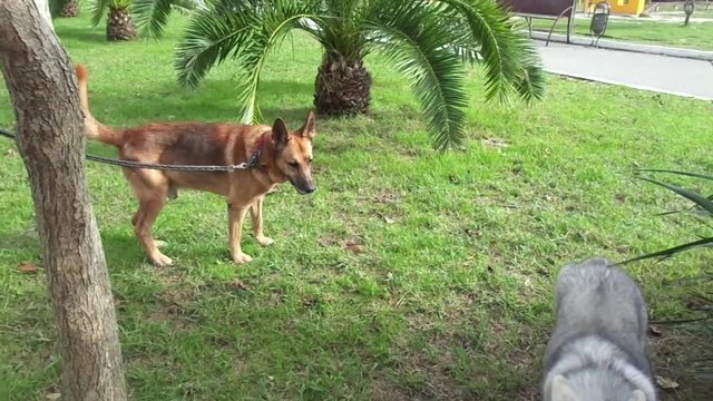Знакомство собак на прогулке в парке