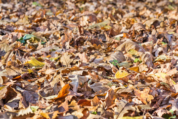 Fallen leaves of oak and birch trees in autumn