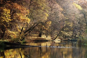rzeka jesienią