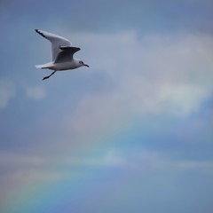 Möwe und Regenbogen am Himmel