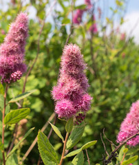 Flowering shrub Spirea Douglas.