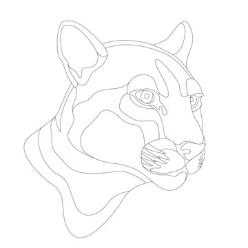Adult Captive Mountain Lion vector illustration