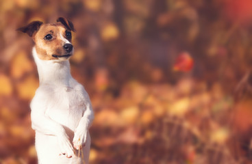 kleiner Jack Russel Hund im Herbst aufgeweckt