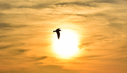 Sun between clouds and a seagull flying, silhouette. 