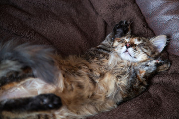 chat