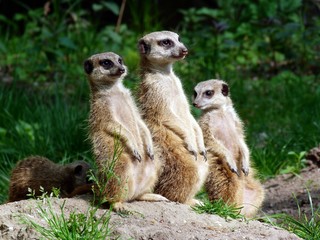 Erdmännchen Gruppe