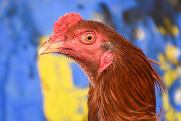 Head of rooster with red colour, closeup, isolated.