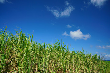 Sugar cane farm with blue sky at the background