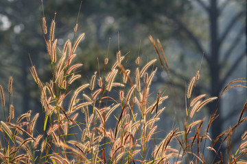 Flowers grass blurred background.