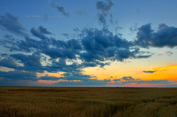 Fototapeta na wymiar Landscape, sunny dawn in a field