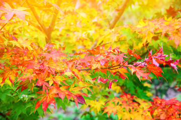Colored maple leaves