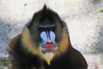Portrait of Mandrill, big monkey with dark olive green fur with yellow and black bands. Red nose, huge nostrils, blue stripes, orange beard. - Powered by Adobe