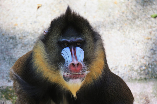 Portrait of Mandrill, big monkey with dark olive green fur with yellow and  black bands. Red nose, huge nostrils, blue stripes, orange beard. Stock  Photo | Adobe Stock