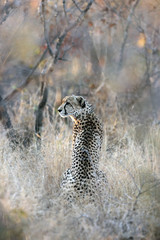 The cheetah (Acinonyx jubatus), also known as the hunting leopard sitting in the bush
