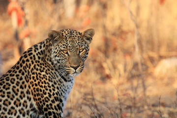 The leopard (Panthera pardus), portrait at sunset
